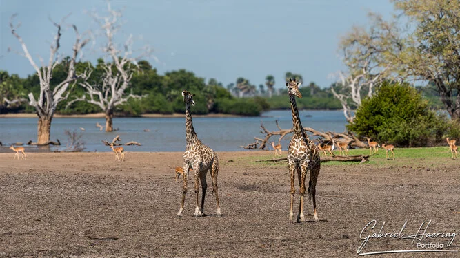 Safari fotografico nel sud-ovest della Tanzania visitando Nyerere (Selous) e Ruaha nel periodo dopo le pioggie e prima dell