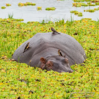 Safari fotografico nel sud-ovest della Tanzania visitando Nyerere (Selous) e Ruaha nel periodo dopo le pioggie e prima dell