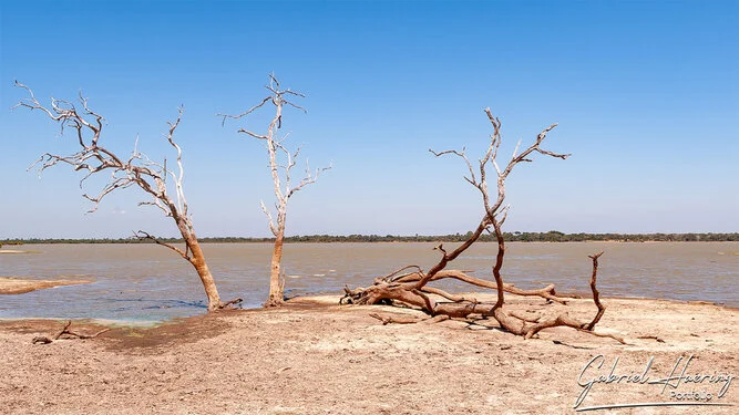 Safari fotografico nel sud-ovest della Tanzania visitando Nyerere (Selous) e Ruaha nel periodo dopo le pioggie e prima dell