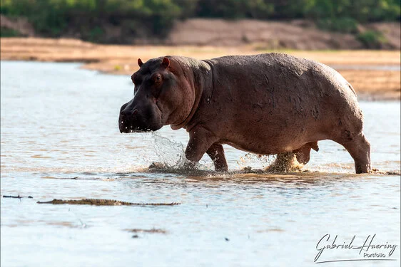 Safari fotografico nel sud-ovest della Tanzania visitando Nyerere (Selous) e Ruaha nel periodo dopo le pioggie e prima dell