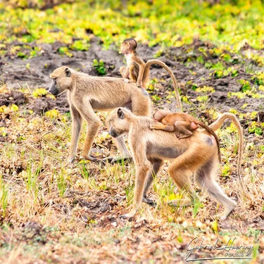 Safari fotografico nel sud-ovest della Tanzania visitando Nyerere (Selous) e Ruaha nel periodo dopo le pioggie e prima dell