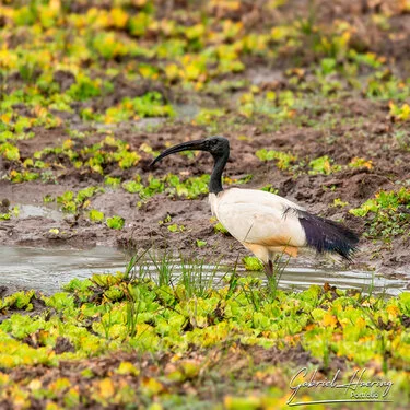 Safari fotografico nel sud-ovest della Tanzania visitando Nyerere (Selous) e Ruaha nel periodo dopo le pioggie e prima dell
