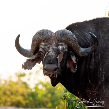 Safari fotografico nel sud-ovest della Tanzania visitando Nyerere (Selous) e Ruaha nel periodo dopo le pioggie e prima dell
