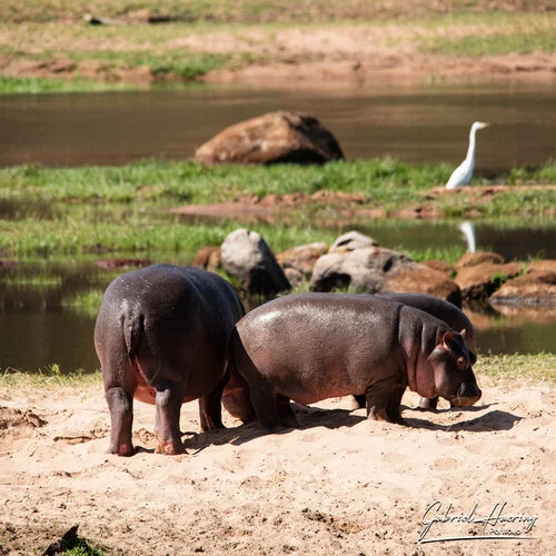 Safari fotografico Ruaha Tanzania