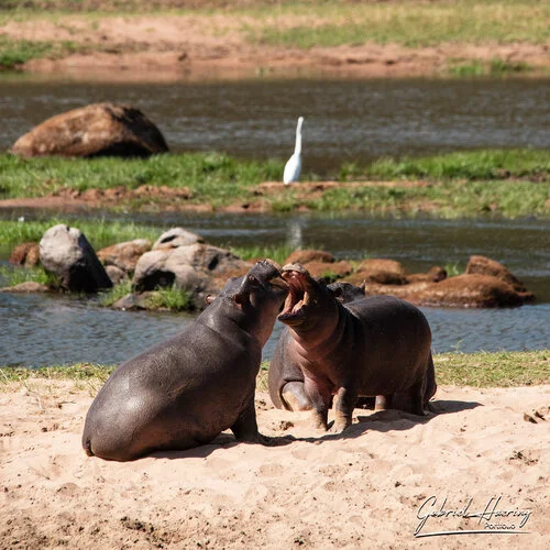 Safari fotografico Ruaha Tanzania