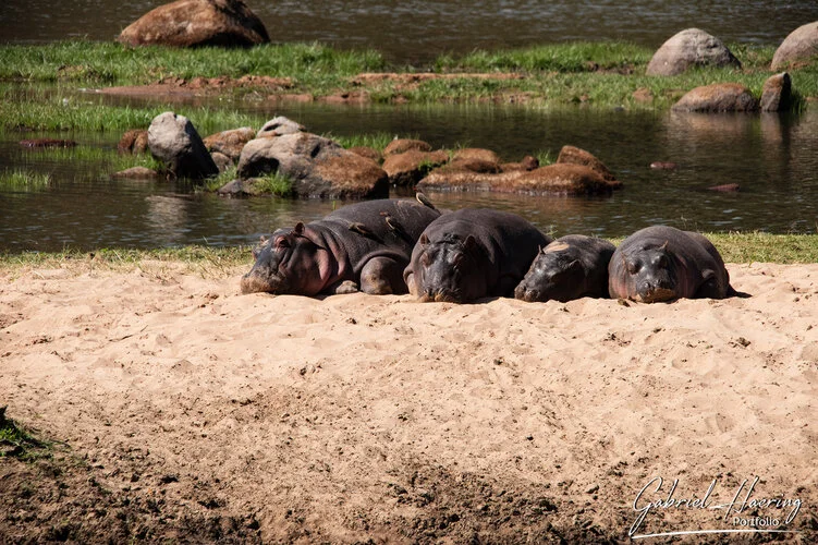 Safari fotografico Ruaha Tanzania