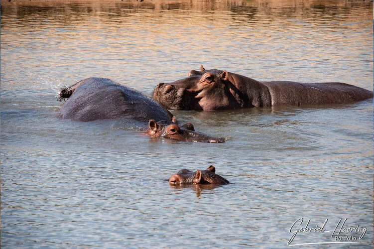 Safari fotografico Ruaha Tanzania