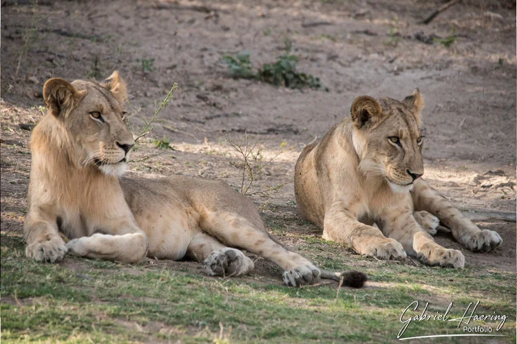 Safari fotografico Ruaha Tanzania