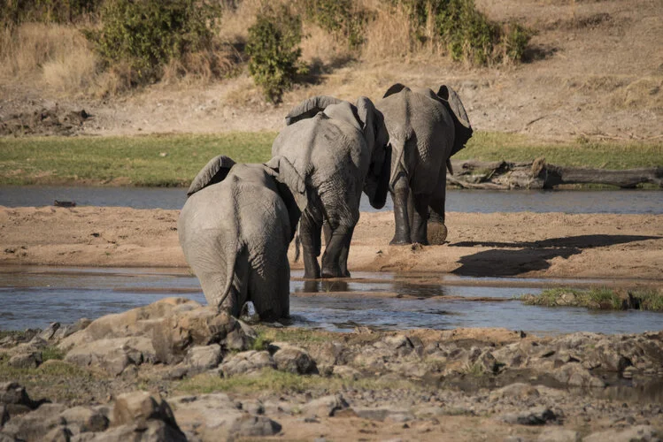 Safari fotografico Ruaha Tanzania