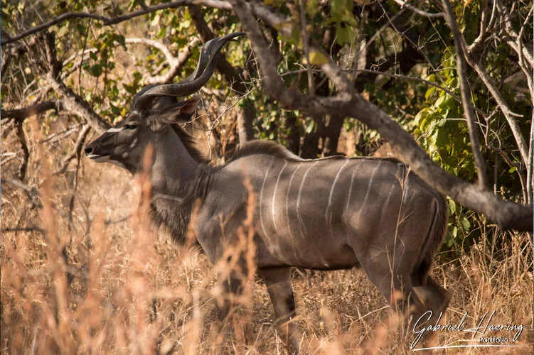 Safari fotografico Ruaha Tanzania