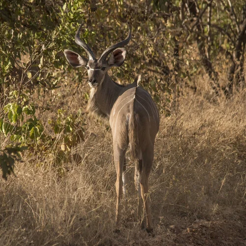 Safari fotografico Ruaha Tanzania