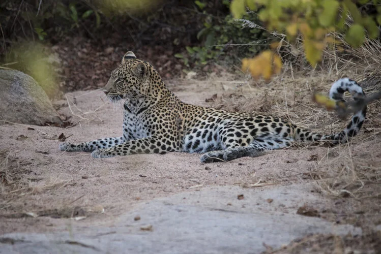 Safari fotografico Ruaha Tanzania