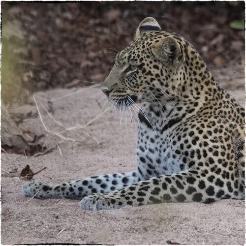 Safari fotografico Ruaha Tanzania