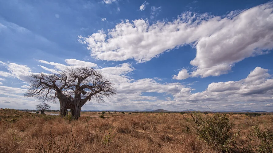 Safari fotografico Ruaha Tanzania