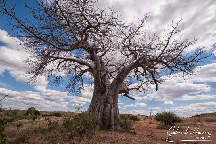 Safari fotografico Ruaha Tanzania