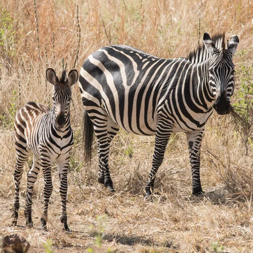 Safari fotografico Ruaha Tanzania