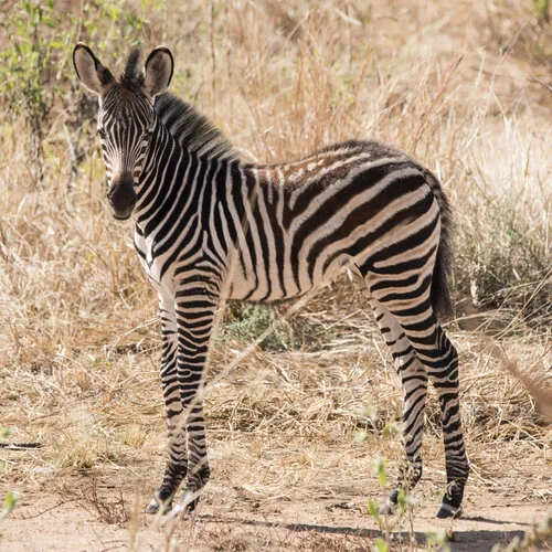 Safari fotografico Ruaha Tanzania