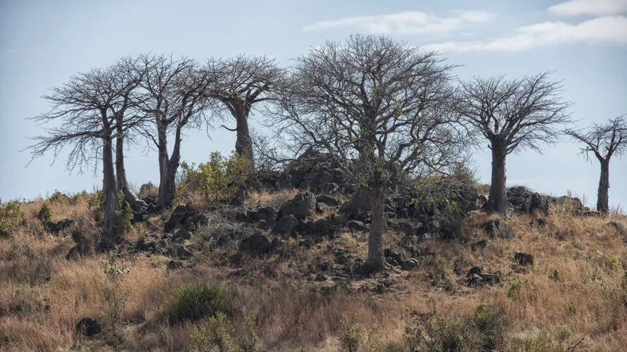 Safari fotografico Ruaha Tanzania