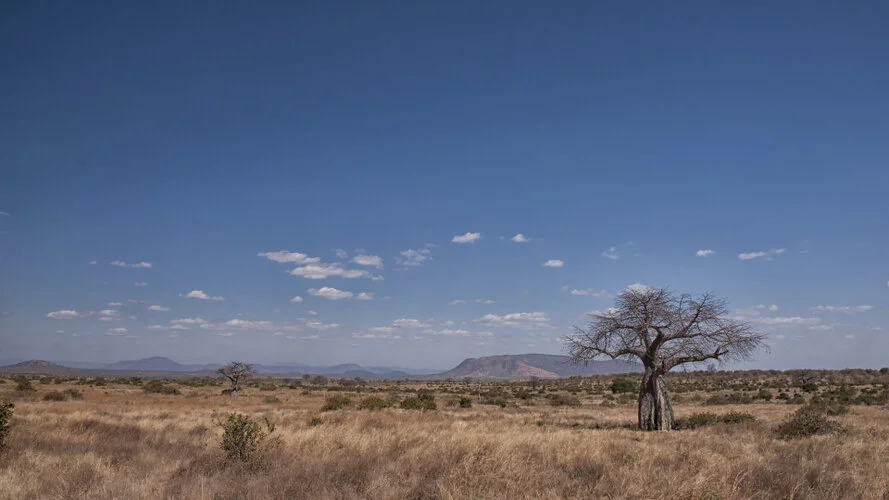 Safari fotografico Ruaha Tanzania