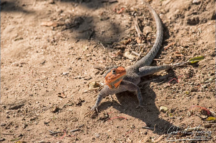 Safari fotografico Ruaha Tanzania