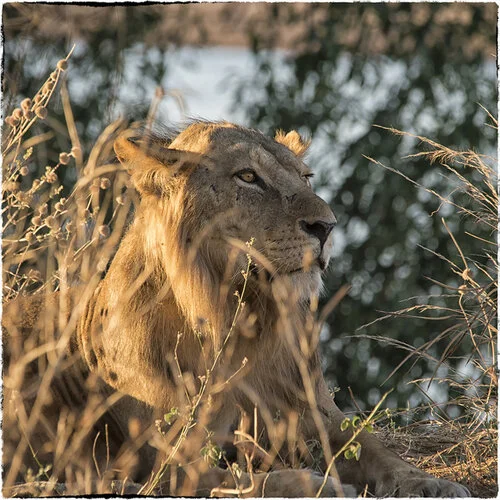 Safari fotografico Ruaha Tanzania