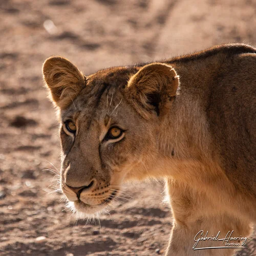 Safari fotografico Ruaha Tanzania