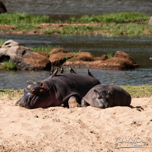 Raggiungici per un safari fotografico nel sud ovest della Tanzania visitando Ruaha combinato con Nyerere (Selous) in Tanzania