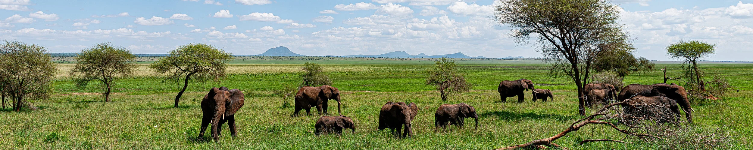 Raggiungici per un safari fotografico nel sud ovest della Tanzania visitando Ruaha combinato con Nyerere (Selous) in Tanzania