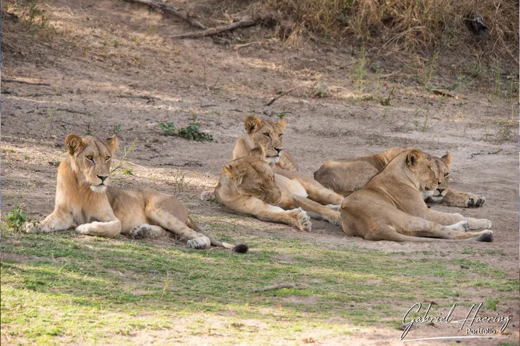 Raggiungici per un safari fotografico nel sud ovest della Tanzania visitando Ruaha combinato con Nyerere (Selous) in Tanzania