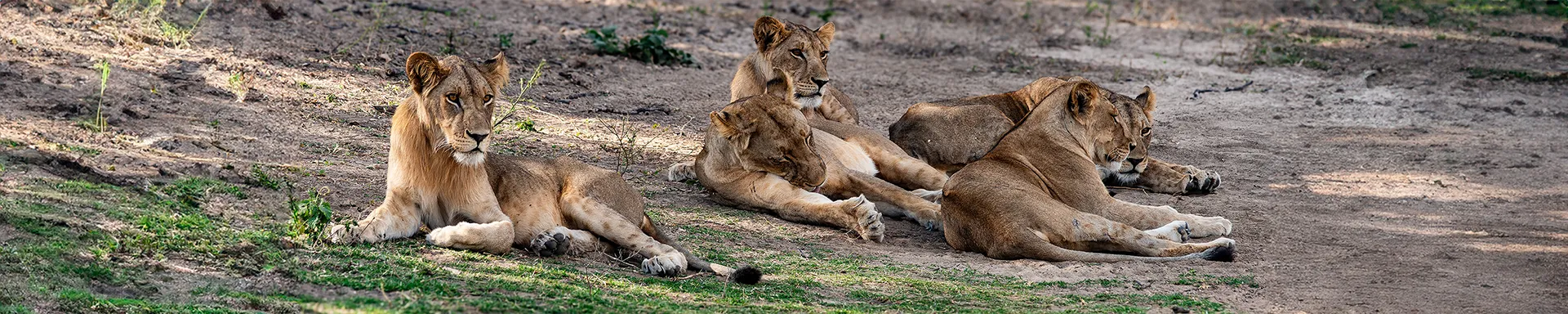 Raggiungici per un safari fotografico nel sud ovest della Tanzania visitando Ruaha combinato con Nyerere (Selous) in Tanzania