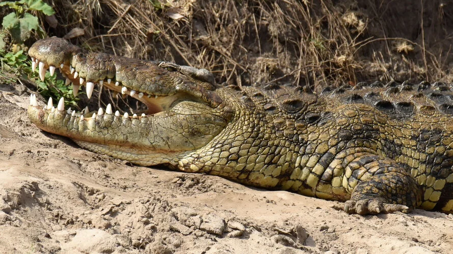 Safari fotografico Tarangire in Tanzania combinato con  Ngorongoro e grande migrazione Serengeti periodo delle nascite nel sud Serengeti