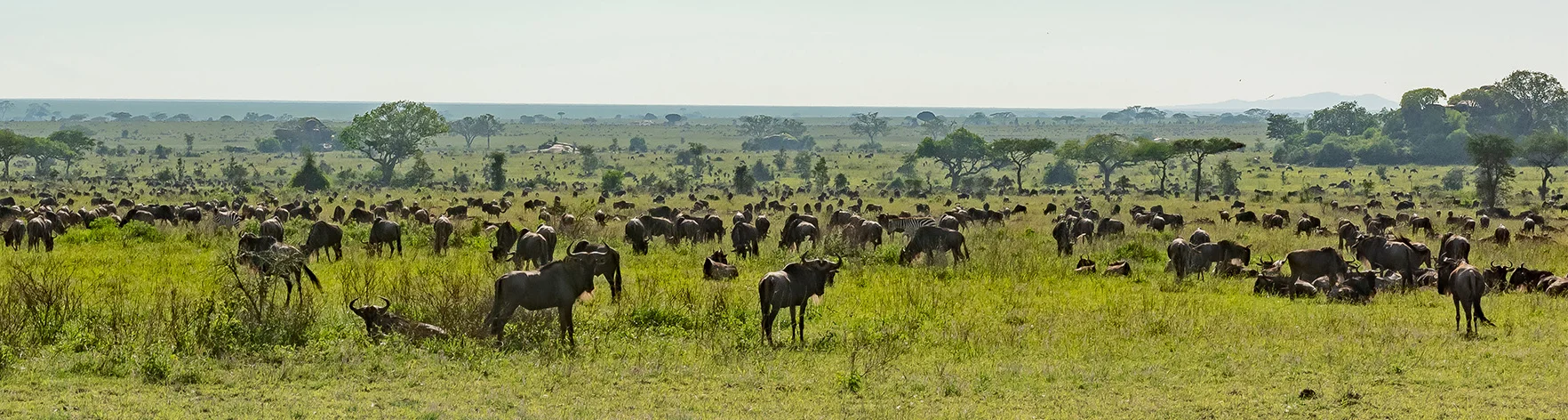 Safari fotografico Tarangire in Tanzania combinato con  Ngorongoro e grande migrazione Serengeti periodo delle nascite nel sud Serengeti