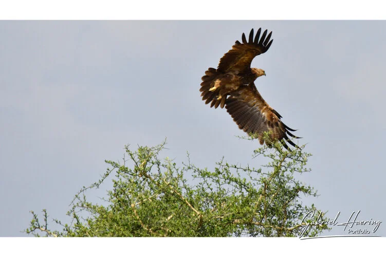 Safari fotografico Tarangire in Tanzania combinato con  Ngorongoro e grande migrazione Serengeti periodo delle nascite nel sud Serengeti