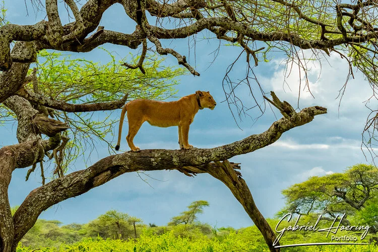 Safari fotografico nel Serengeti in Tanzania nel periodo delle nascite nel sud Serengeti combinato con Tarangire e Ngorongoro