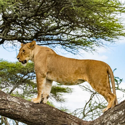 Safari fotografico Tarangire in Tanzania combinato con  Ngorongoro e grande migrazione Serengeti periodo delle nascite nel sud Serengeti