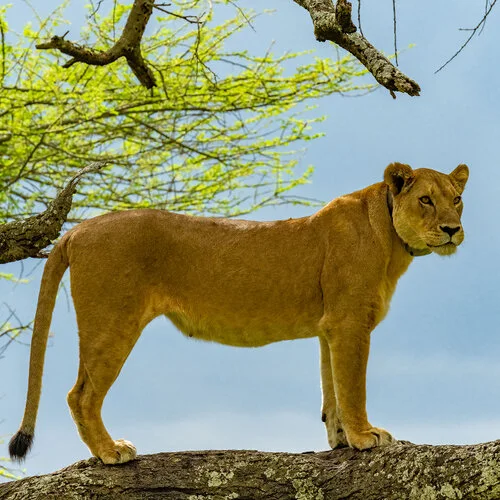 Safari fotografico Tarangire in Tanzania combinato con  Ngorongoro e grande migrazione Serengeti periodo delle nascite nel sud Serengeti