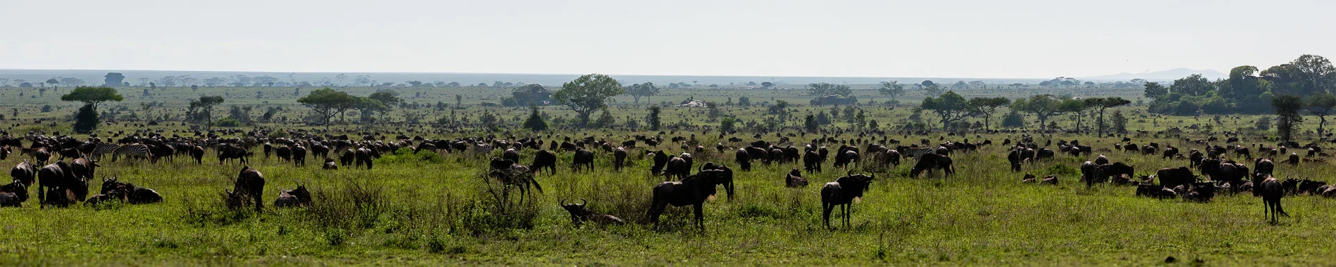 Safari fotografico Tarangire in Tanzania combinato con  Ngorongoro e grande migrazione Serengeti periodo delle nascite nel sud Serengeti