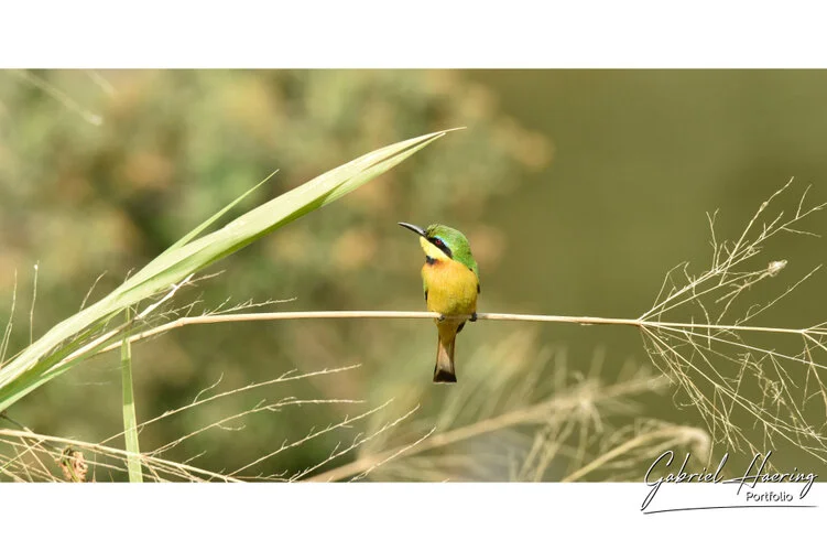 Safari fotografico Tarangire in Tanzania combinato con  Ngorongoro e grande migrazione Serengeti periodo delle nascite nel sud Serengeti