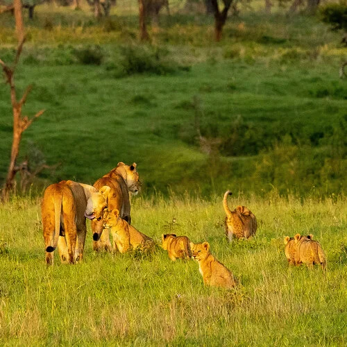 Safari fotografico Tarangire in Tanzania combinato con  Ngorongoro e grande migrazione Serengeti periodo delle nascite nel sud Serengeti