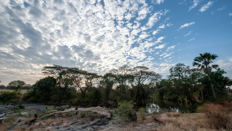 Safari fotografico Tarangire in Tanzania combinato con  Ngorongoro e grande migrazione Serengeti periodo delle nascite nel sud Serengeti