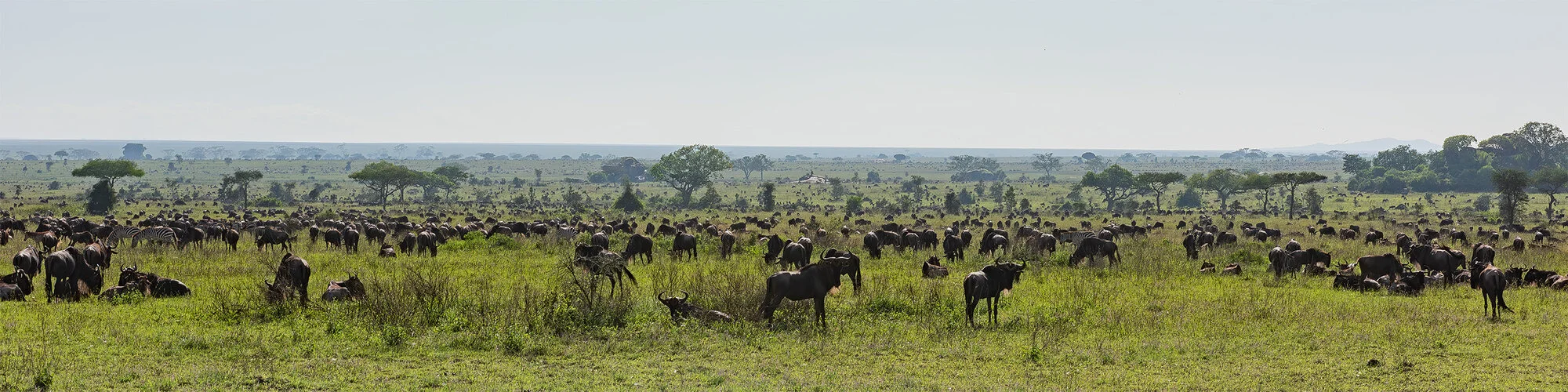 Safari fotografico Tarangire in Tanzania combinato con  Ngorongoro e grande migrazione Serengeti periodo delle nascite nel sud Serengeti
