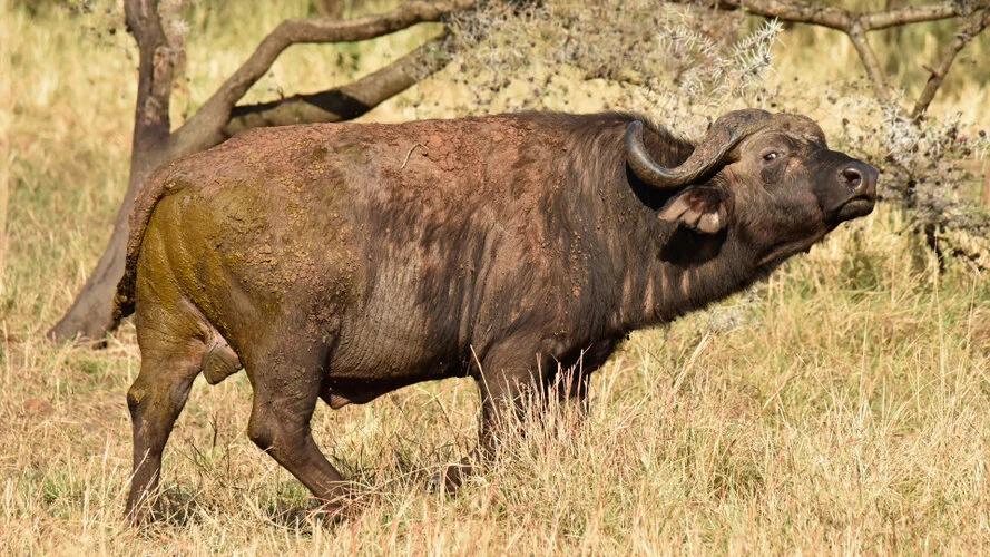 Safari fotografico Tarangire in Tanzania combinato con  Ngorongoro e grande migrazione Serengeti periodo delle nascite nel sud Serengeti
