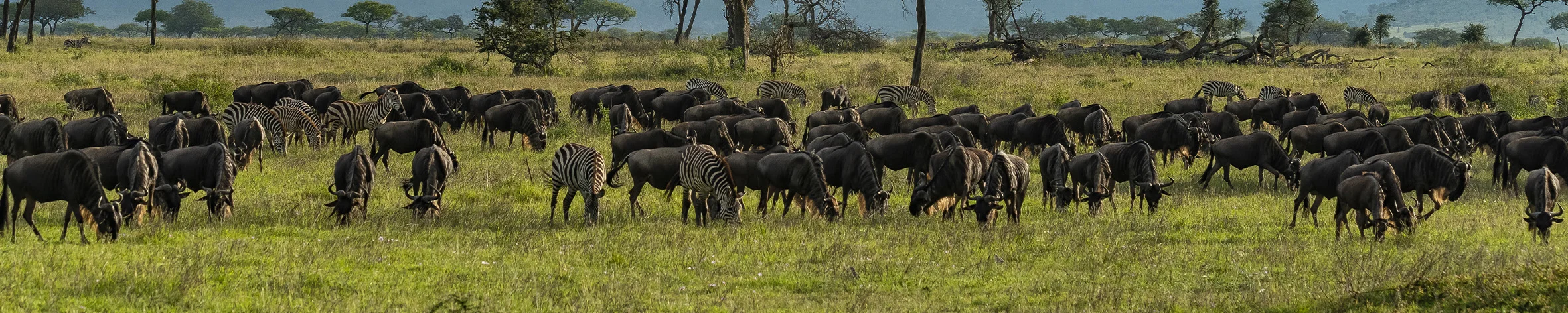 Safari fotografico Tarangire in Tanzania combinato con  Ngorongoro e grande migrazione Serengeti periodo delle nascite nel sud Serengeti