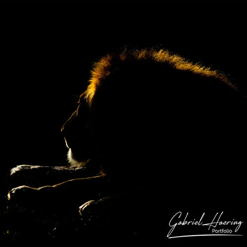 Safari fotografico Tarangire in Tanzania combinato con  Ngorongoro e grande migrazione Serengeti periodo delle nascite nel sud Serengeti