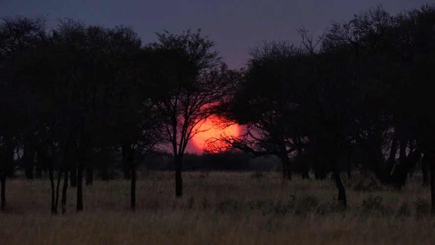 Safari fotografico Tarangire in Tanzania combinato con  Ngorongoro e grande migrazione Serengeti periodo delle nascite nel sud Serengeti