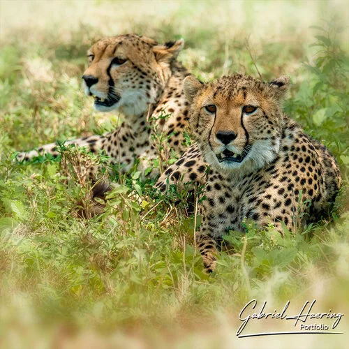 Safari fotografico Tarangire in Tanzania combinato con  Ngorongoro e grande migrazione Serengeti periodo delle nascite nel sud Serengeti