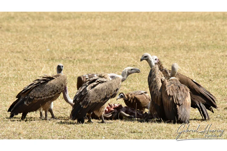 Safari fotografico Tarangire in Tanzania combinato con  Ngorongoro e grande migrazione Serengeti periodo delle nascite nel sud Serengeti