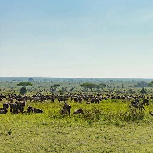Safari fotografico nel Serengeti in Tanzania nel periodo delle nascite nel sud Serengeti combinato con Tarangire e Ngorongoro