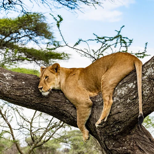 Safari fotografico Tarangire in Tanzania combinato con  Ngorongoro e grande migrazione Serengeti periodo delle nascite nel sud Serengeti