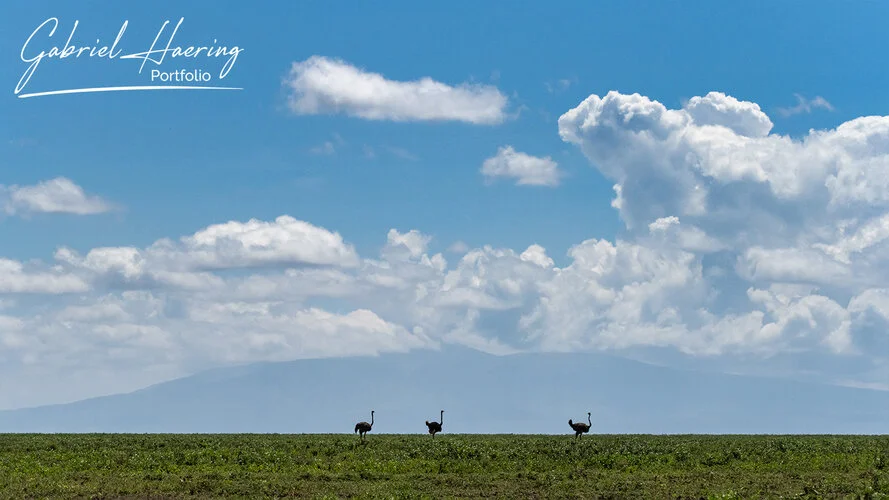 Safari fotografico Tarangire in Tanzania combinato con  Ngorongoro e grande migrazione Serengeti periodo delle nascite nel sud Serengeti
